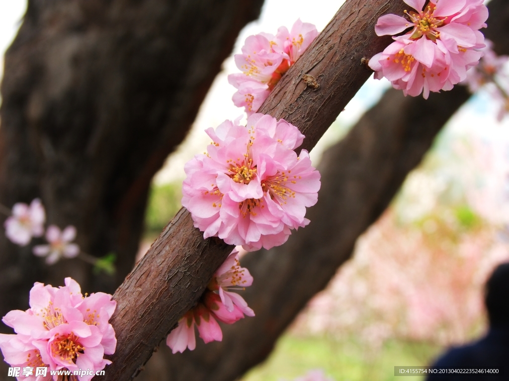 桃花
