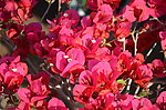 叶子花