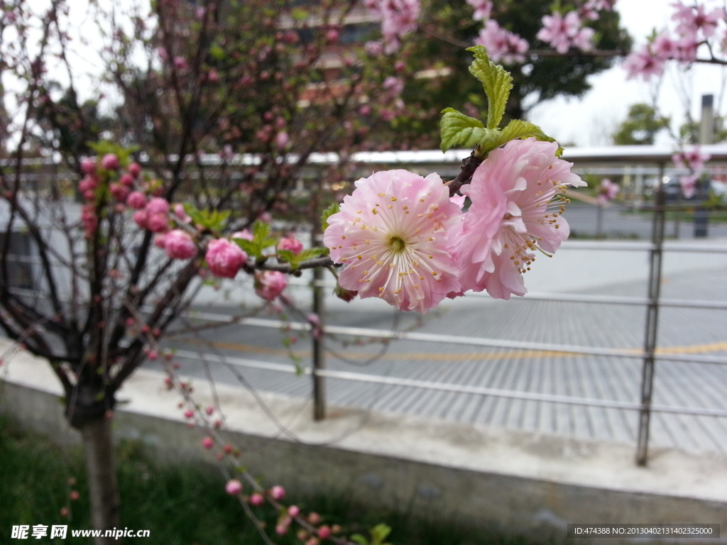 桃花