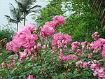 校园月菊