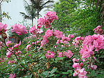 月菊