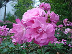 校园月菊