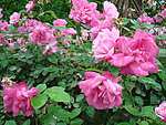 校园月菊
