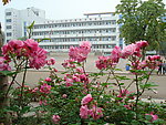 校园月菊