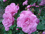 校园月菊