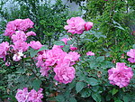 校园月菊