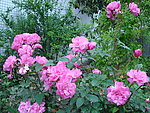 校园月菊