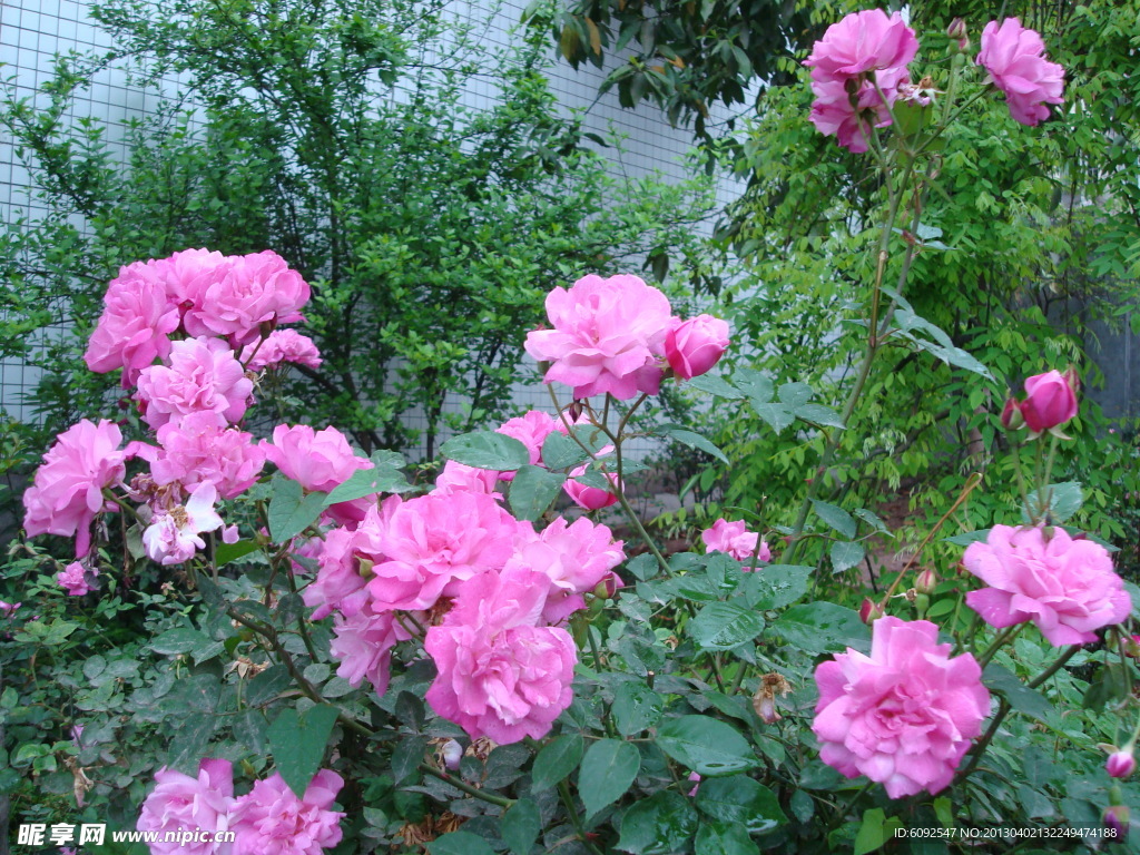 校园月菊