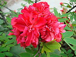 花束