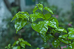 雨中绿叶