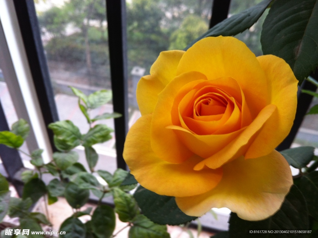 月季花