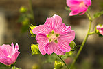 锦葵花