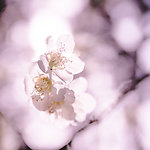 梅花特写