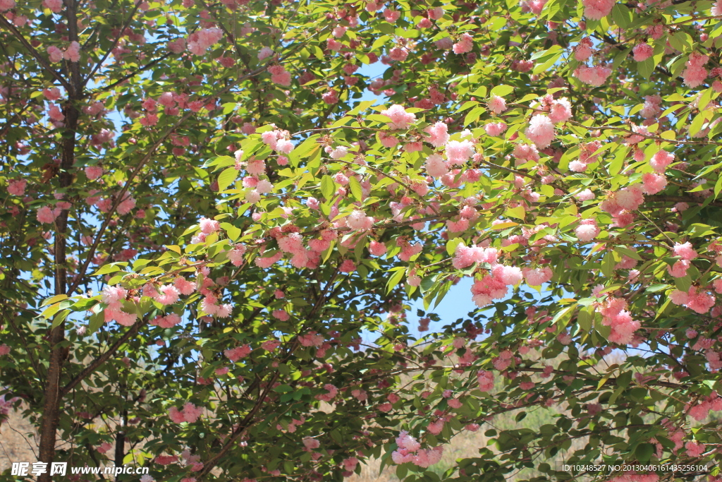 樱花