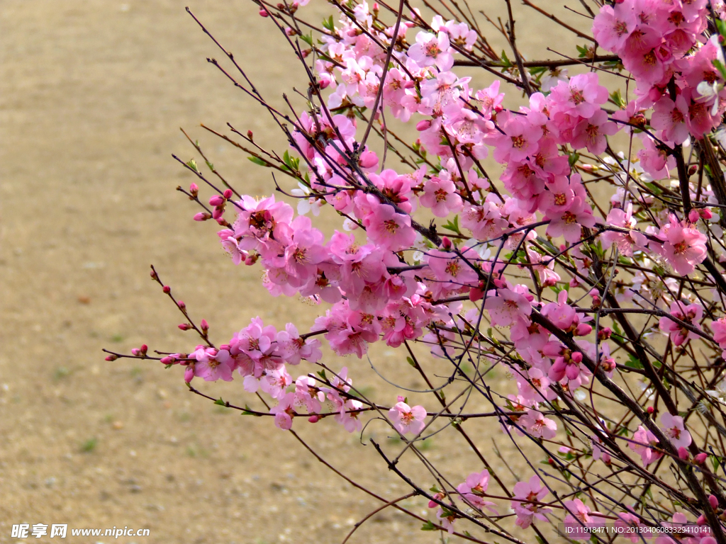 校园榆叶梅花