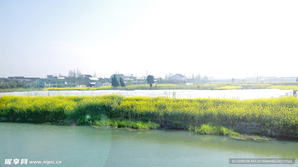 油菜花