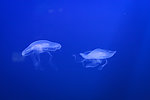 海月水母