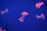 澳洲斑点水母