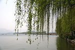 湖边垂柳
