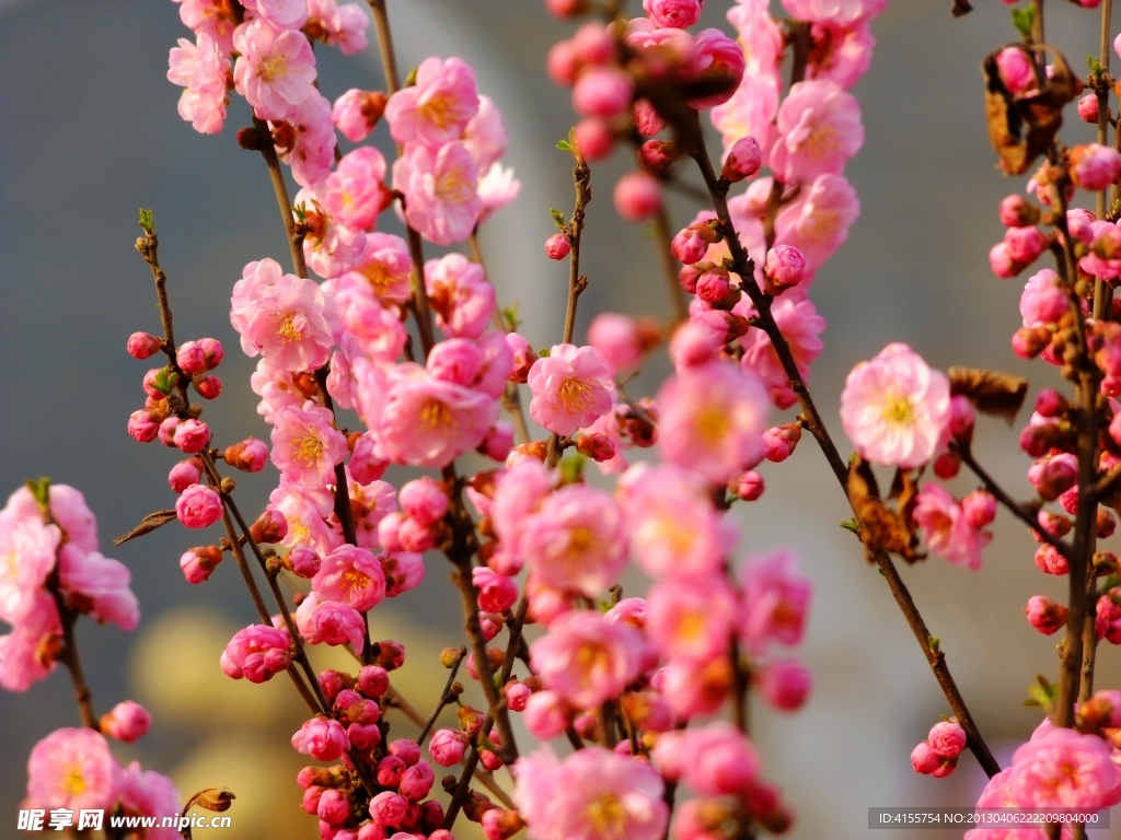 桃花