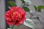 茶花