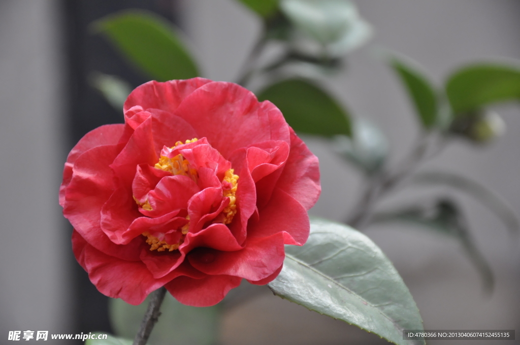 茶花