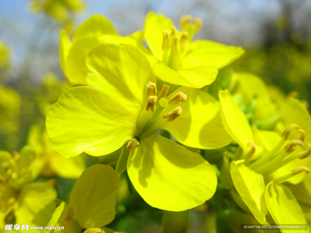 油菜花