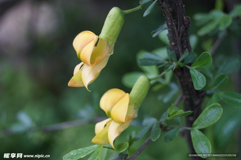 孪生黄色鞋子花