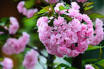 粉色清新樱花