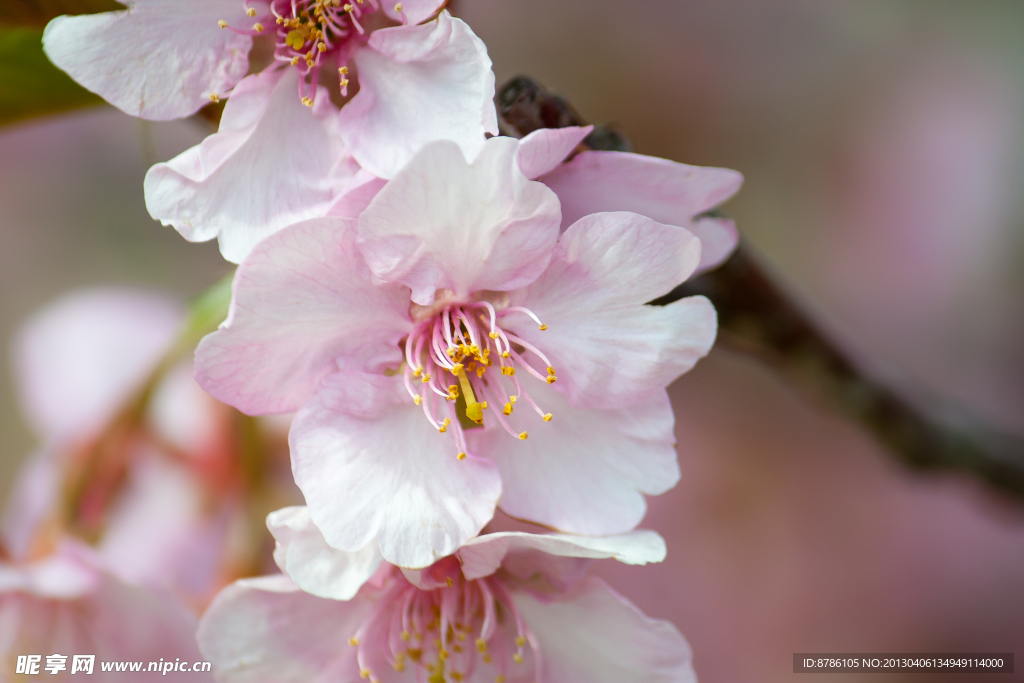樱花
