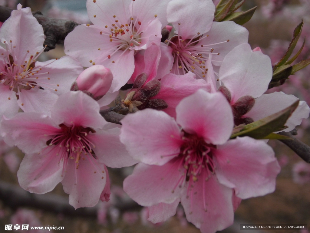 桃花