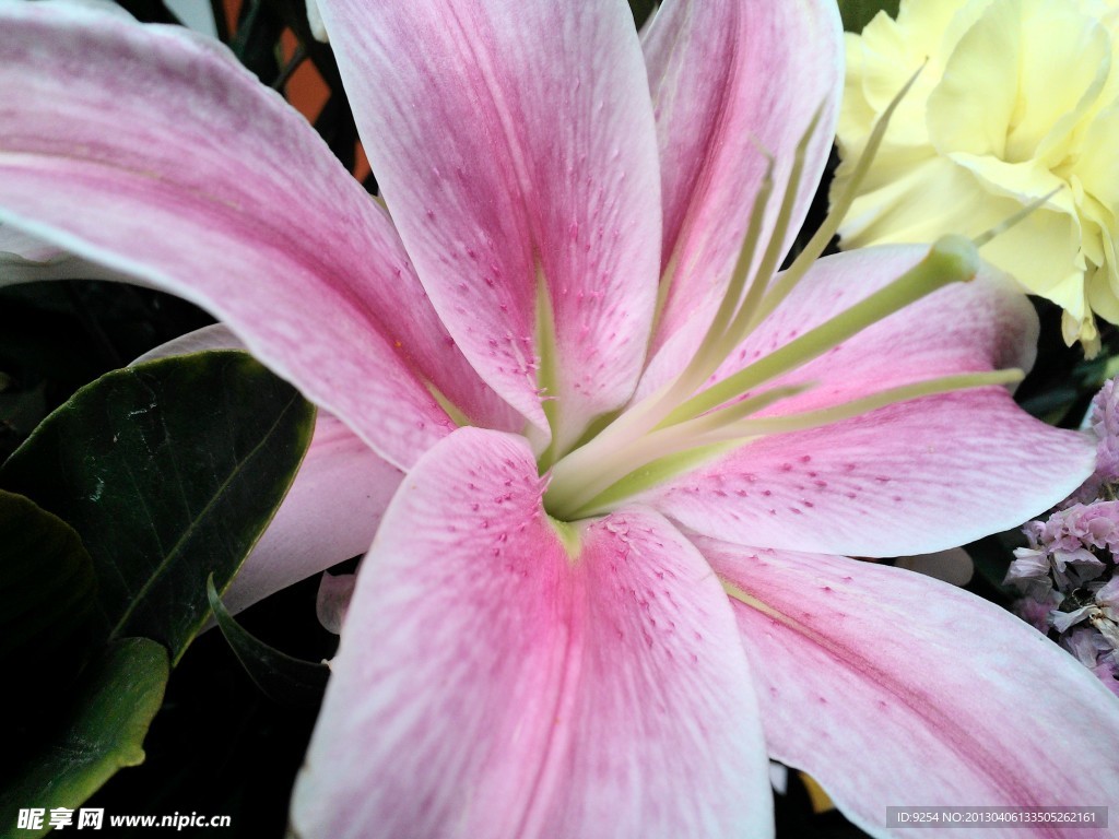 百合花