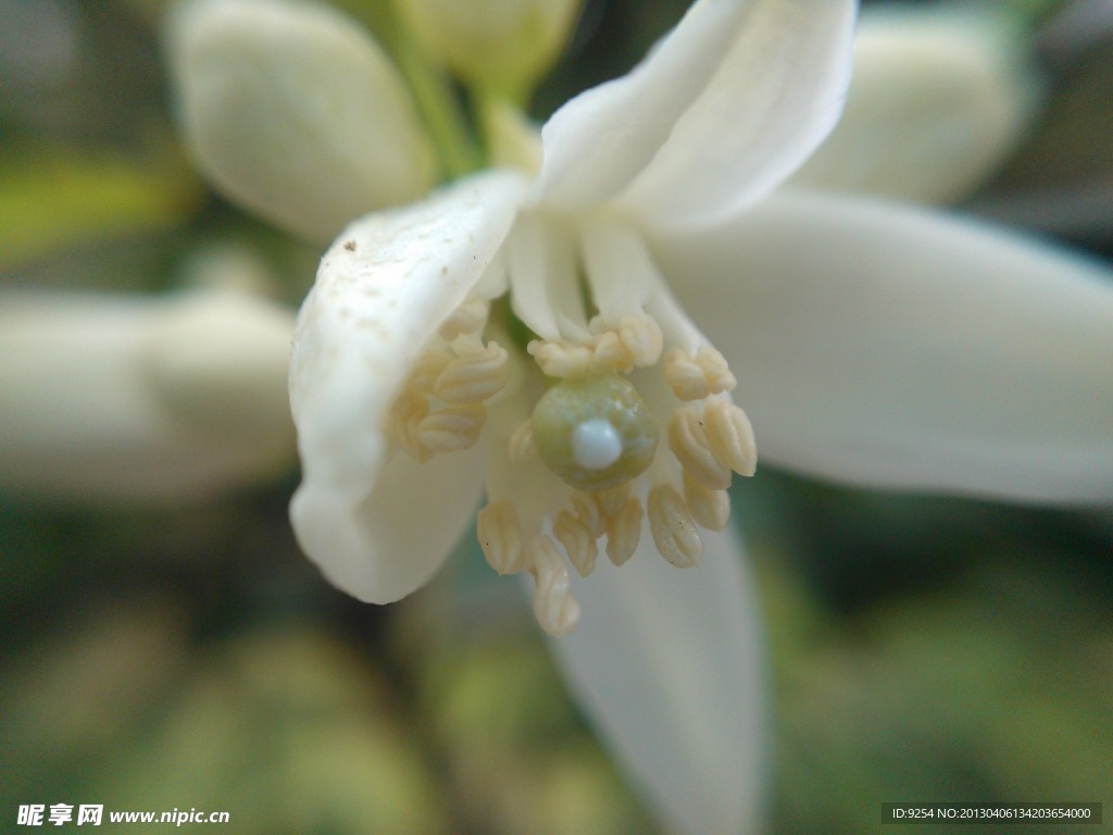 橘子花