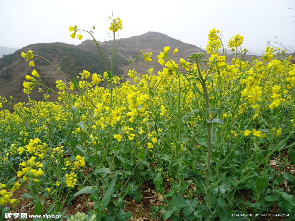 油菜花