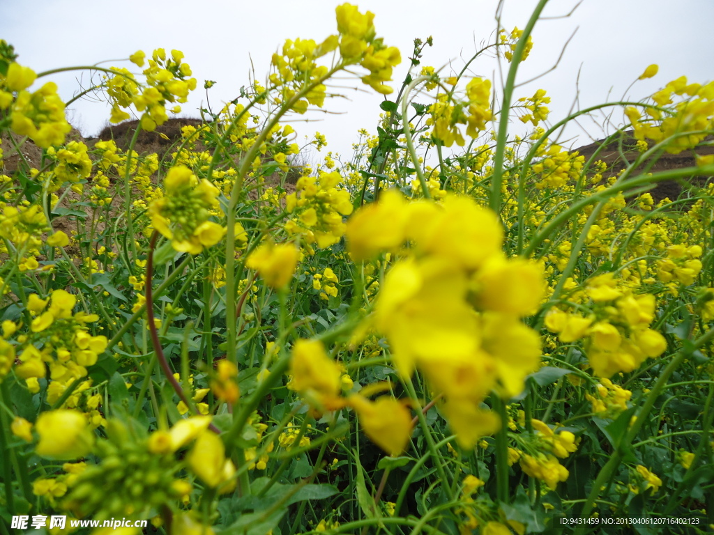 油菜花