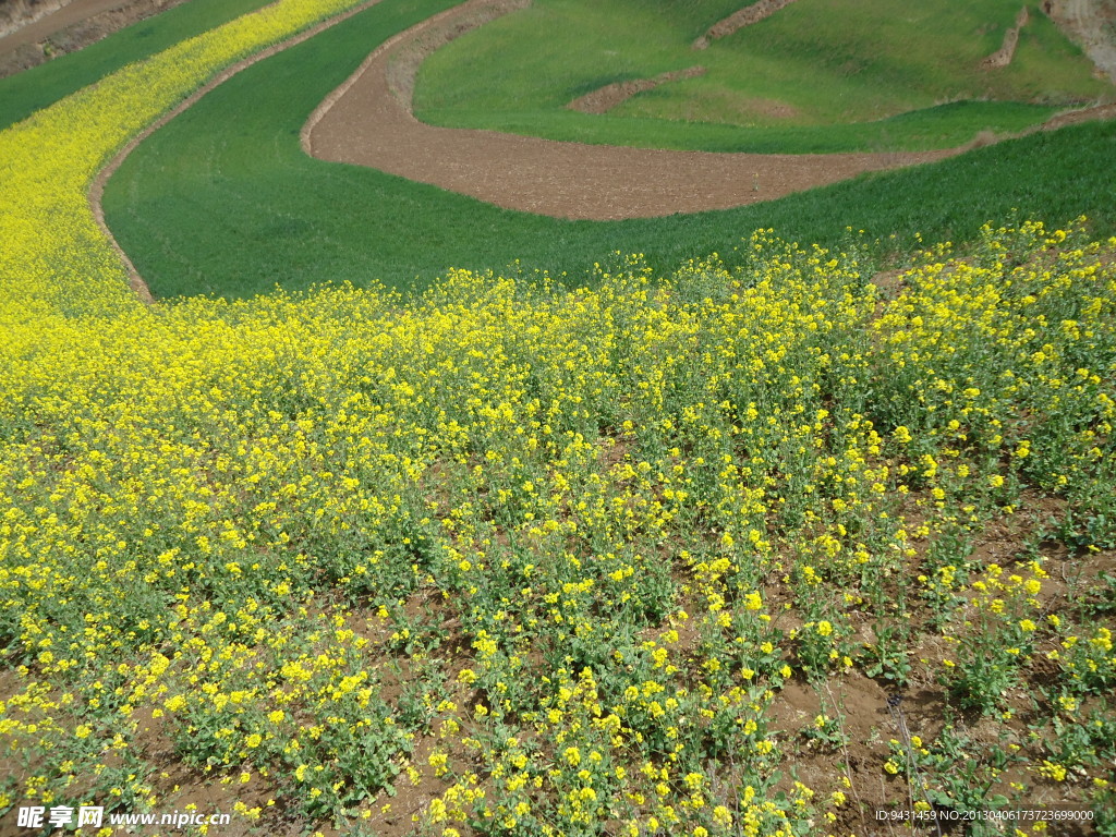 油菜花海