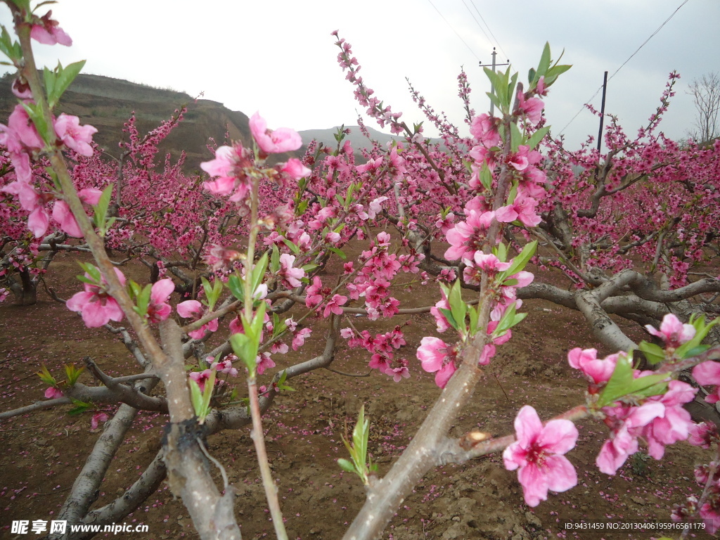 桃花