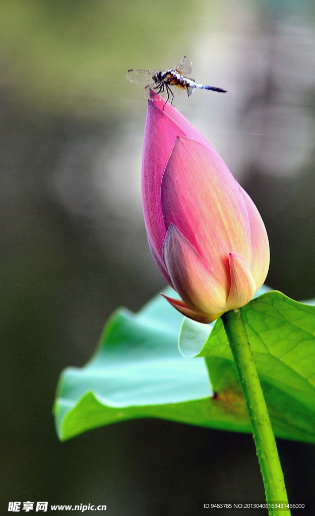 蜻蜓