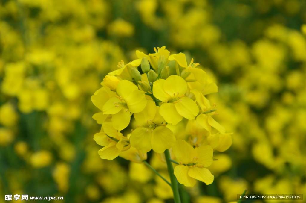 油菜花