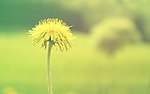 花卉