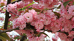 樱花烂漫