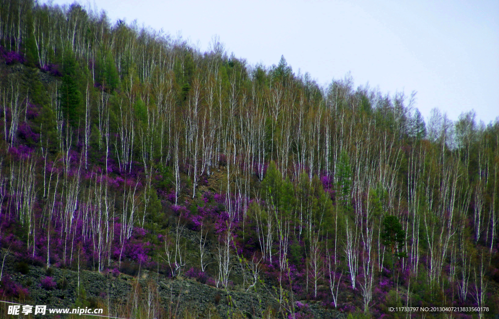 村鹃花开满山坡
