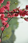西湖花开