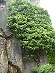茂盛