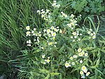 田边花草