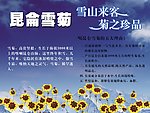 茶叶简介昆仑雪菊
