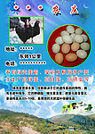 农庄绿壳鸡蛋山鸡