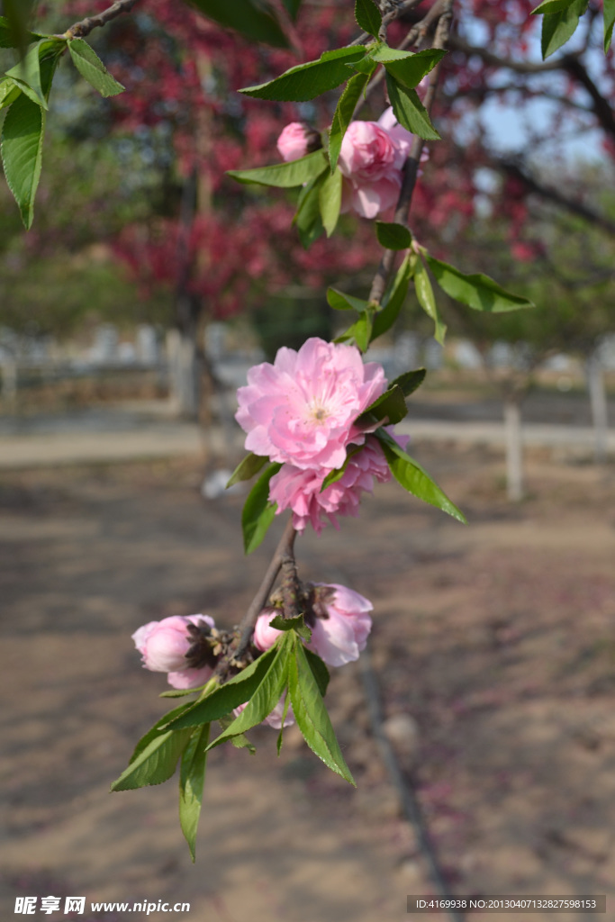 碧桃花