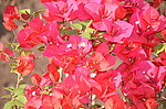 叶子花