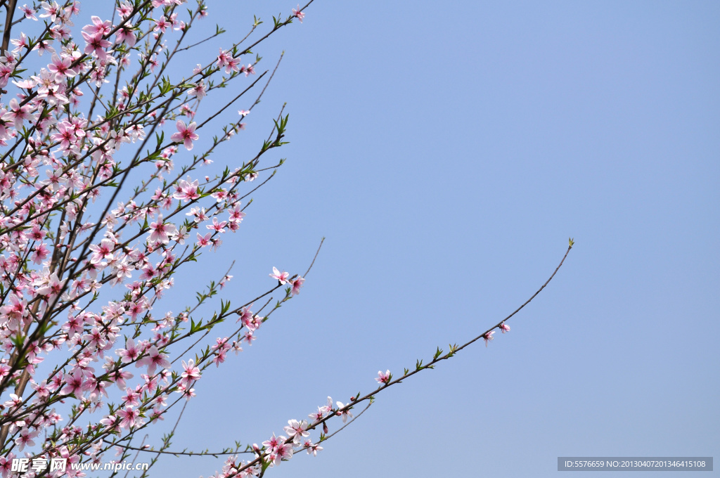 桃花